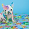 Painted Puppy Painted Puppy